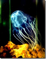Jellyfish Lives For Ever