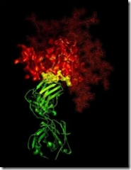 Image showing the broadly neutralizing antibody b12 