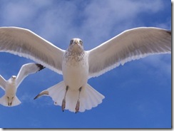 Freedom