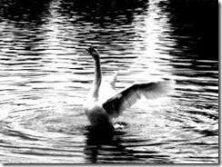 Wild Swan